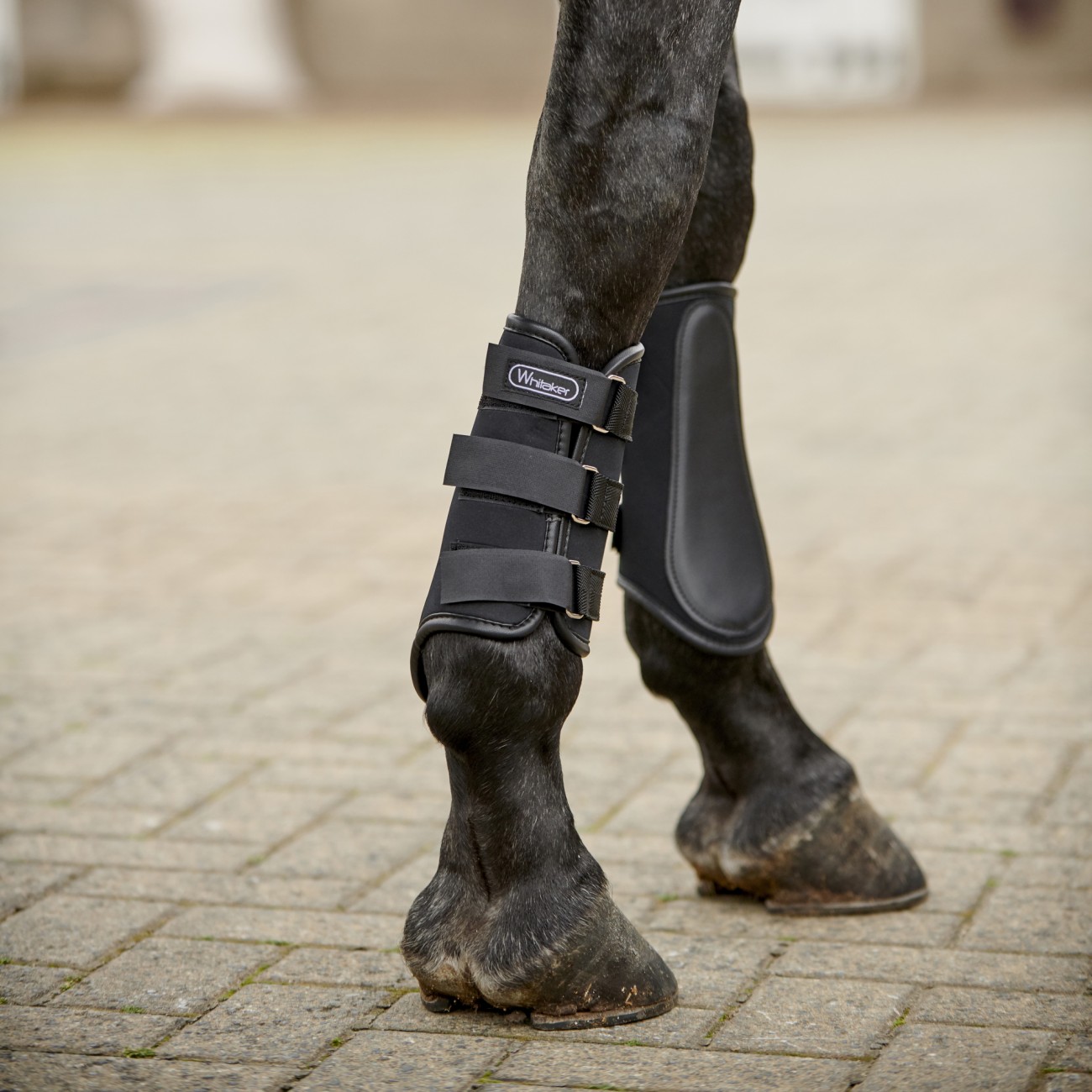 Whitaker 2025 tendon boots